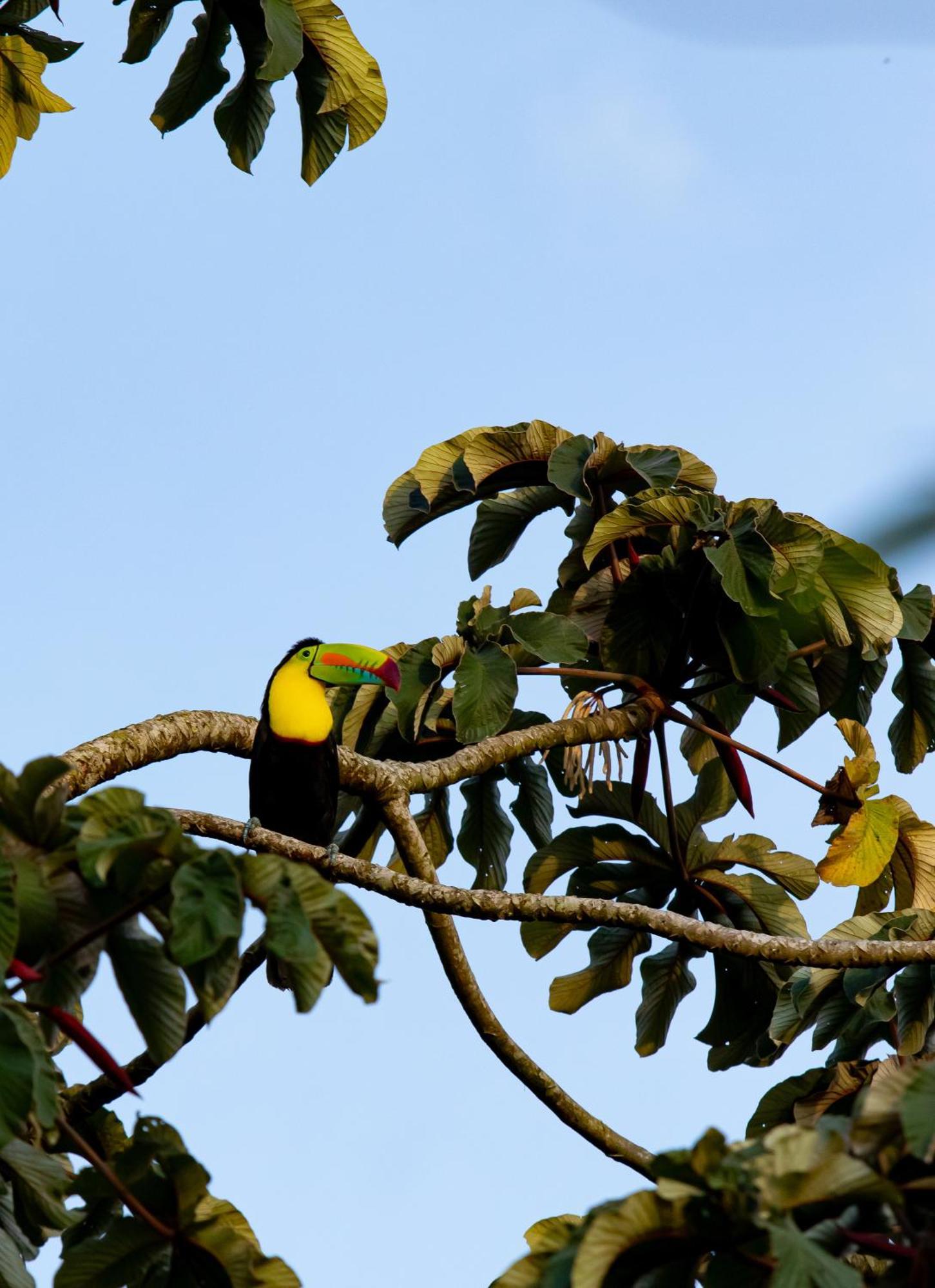 Heliconias Rainforest Lodge Bijagua Esterno foto